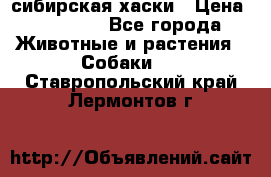 l: сибирская хаски › Цена ­ 10 000 - Все города Животные и растения » Собаки   . Ставропольский край,Лермонтов г.